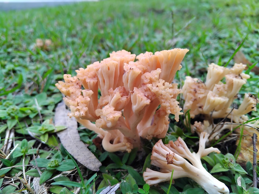 Ramaria capitata · May 2025 · photo: © sofiazed1 (iNaturalist, cc-by)