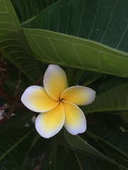 Plumeria