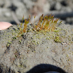Aloina