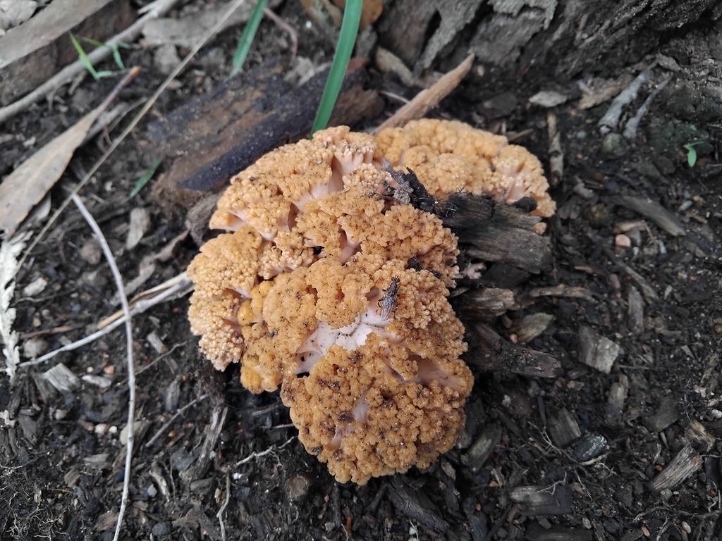 Ramaria capitata · May 2025 · photo: © sofiazed1 (iNaturalist, cc-by)