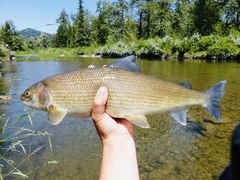 Mountain Whitefish photo 5