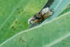 Eucosma ochrocephala