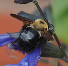 Xylocopa virginica