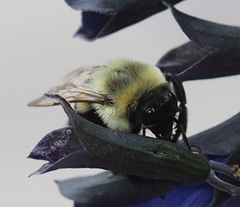 Xylocopa virginica