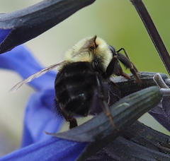 Xylocopa virginica