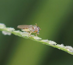 Diptera