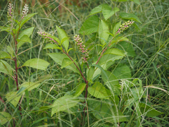 Phytolacca americana