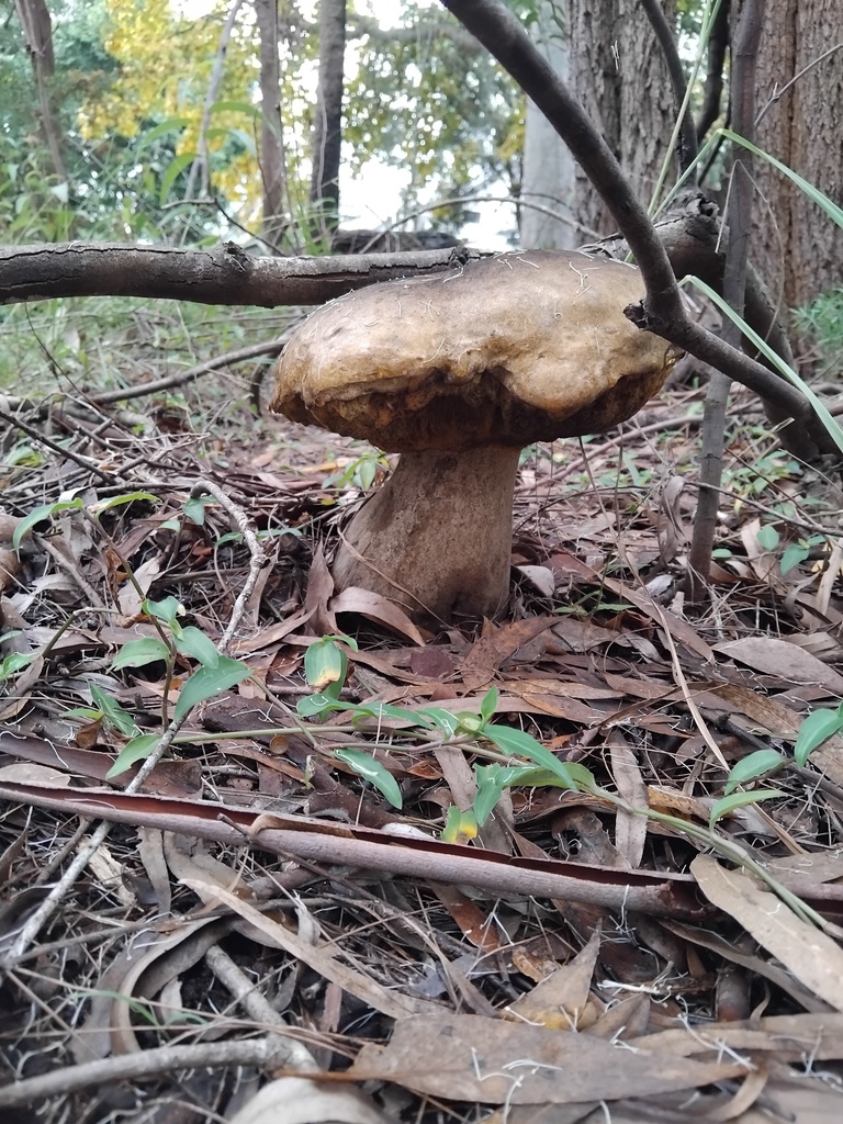 Phlebopus marginatus · May 2025 · photo: © sofiazed1 (iNaturalist, cc-by)