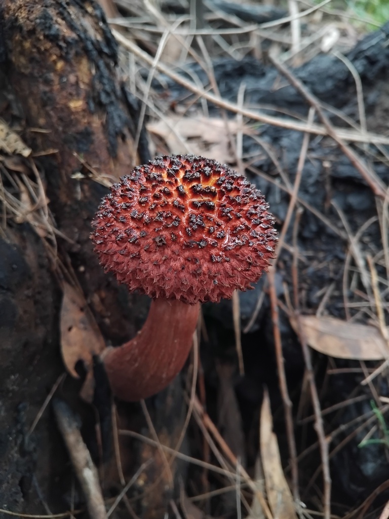 Boletellus emodensis · May 2025 · photo: © sofiazed1 (iNaturalist, cc-by)