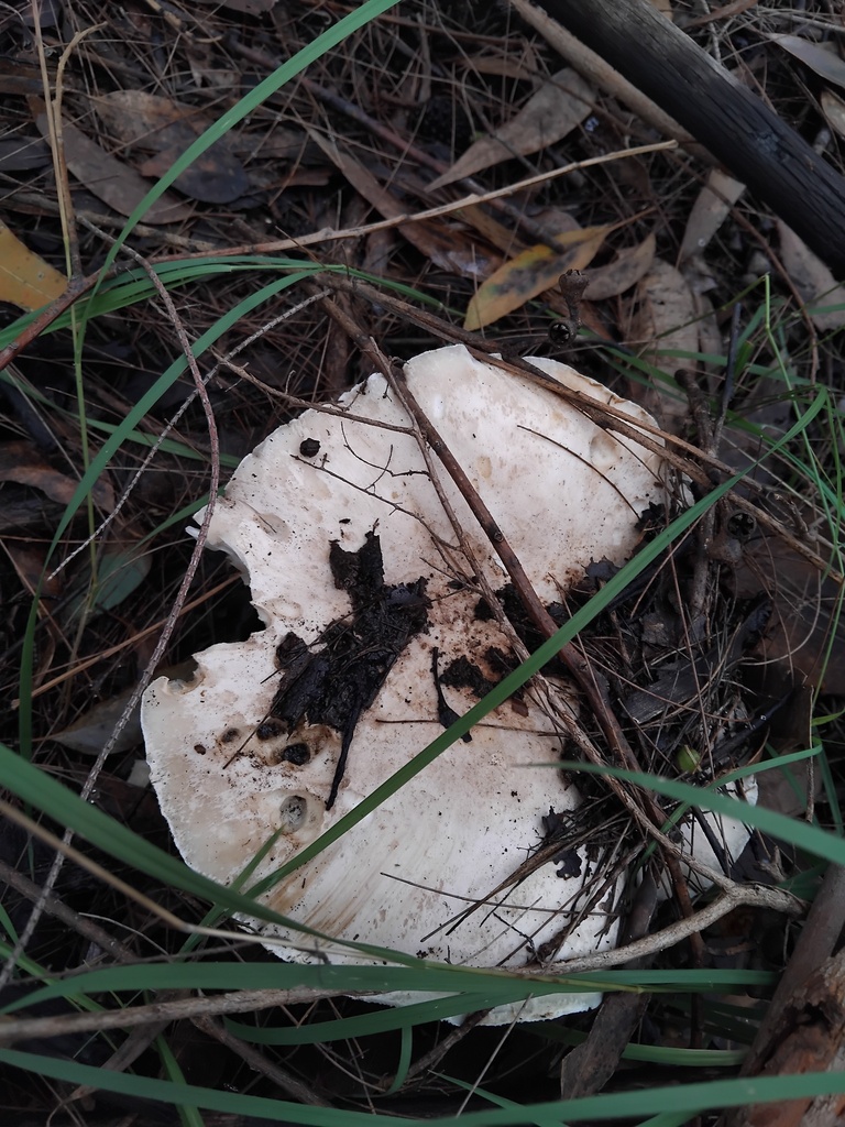 Austrocortinarius australiensis · May 2025 · photo: © sofiazed1 (iNaturalist, cc-by)