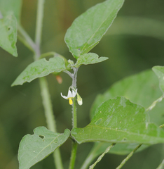 Solanum