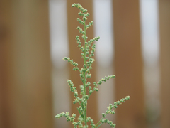Chenopodium album