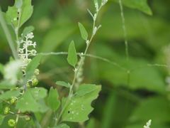 Chenopodium album
