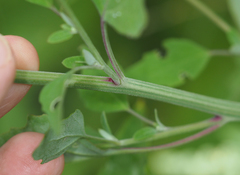 Chenopodium album
