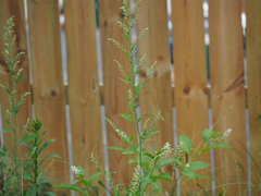 Chenopodium album