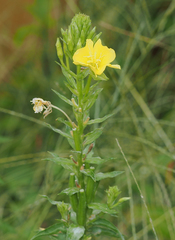 Oenothera biennis