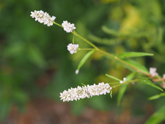 Persicaria