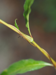 Persicaria