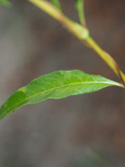 Persicaria