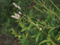 Persicaria