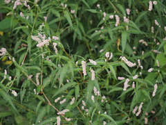 Persicaria