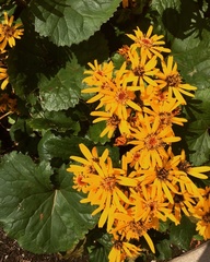 Ligularia