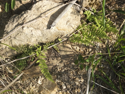 Dennstaedtia hirsuta iNat (1)