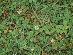 Trifolium repens