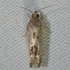 Eucosma tomonana