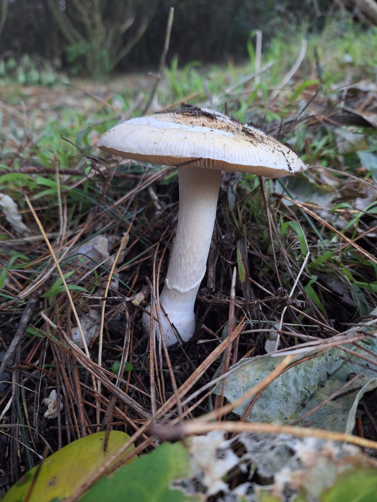 Amanita junquillea · May 2025 · photo: © heidimeudt (iNaturalist, cc-by)