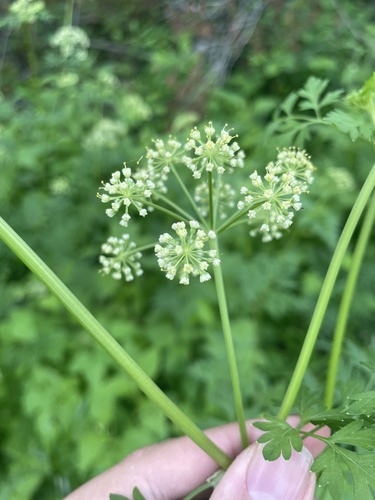 cutleaf meadowparsnip (Thaspium pinnatifidum)