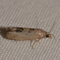 Eucosma tomonana