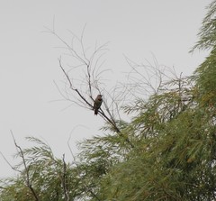 Colaptes auratus auratus