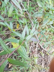 Brickellia eupatorioides eupatorioides