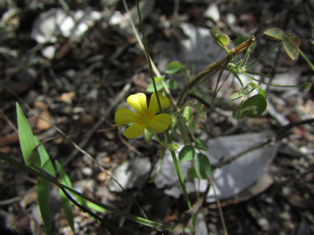 Oxalis divaricata