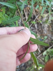 Brickellia eupatorioides eupatorioides