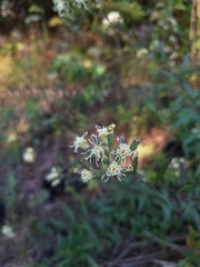 Brickellia eupatorioides eupatorioides