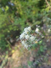 Brickellia eupatorioides eupatorioides
