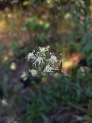 Brickellia eupatorioides eupatorioides