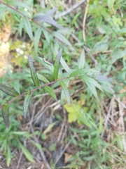 Brickellia eupatorioides eupatorioides
