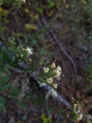 Brickellia eupatorioides eupatorioides