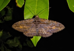 Anisoneura salebrosa