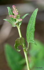 Atriplex micrantha