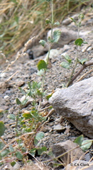 Atriplex micrantha