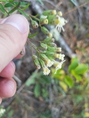 Brickellia eupatorioides eupatorioides