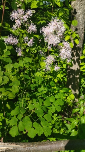 Thalictrum aquilegiifolium iNat (2)