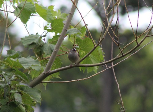 White-crowned Sparrow photographed in Illinois