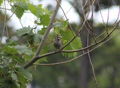 Zonotrichia leucophrys