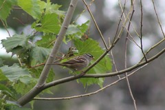 Zonotrichia leucophrys