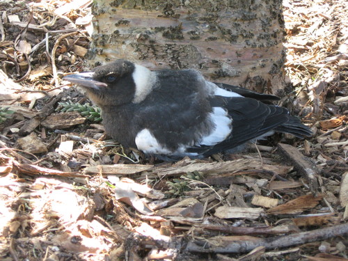 Australian Magpie, photo 5 of 10